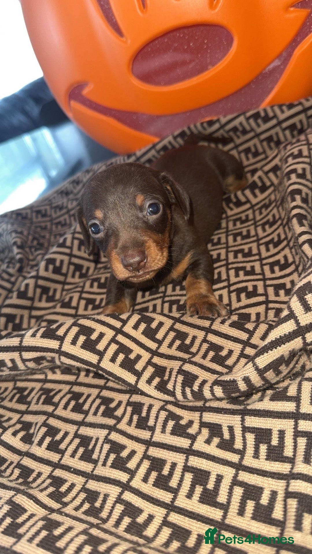 Dachshund dogs for sale: Miniature dachshund puppy - Advert 6
