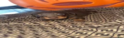 Dachshund dogs for sale: Miniature dachshund puppy - Advert 1
