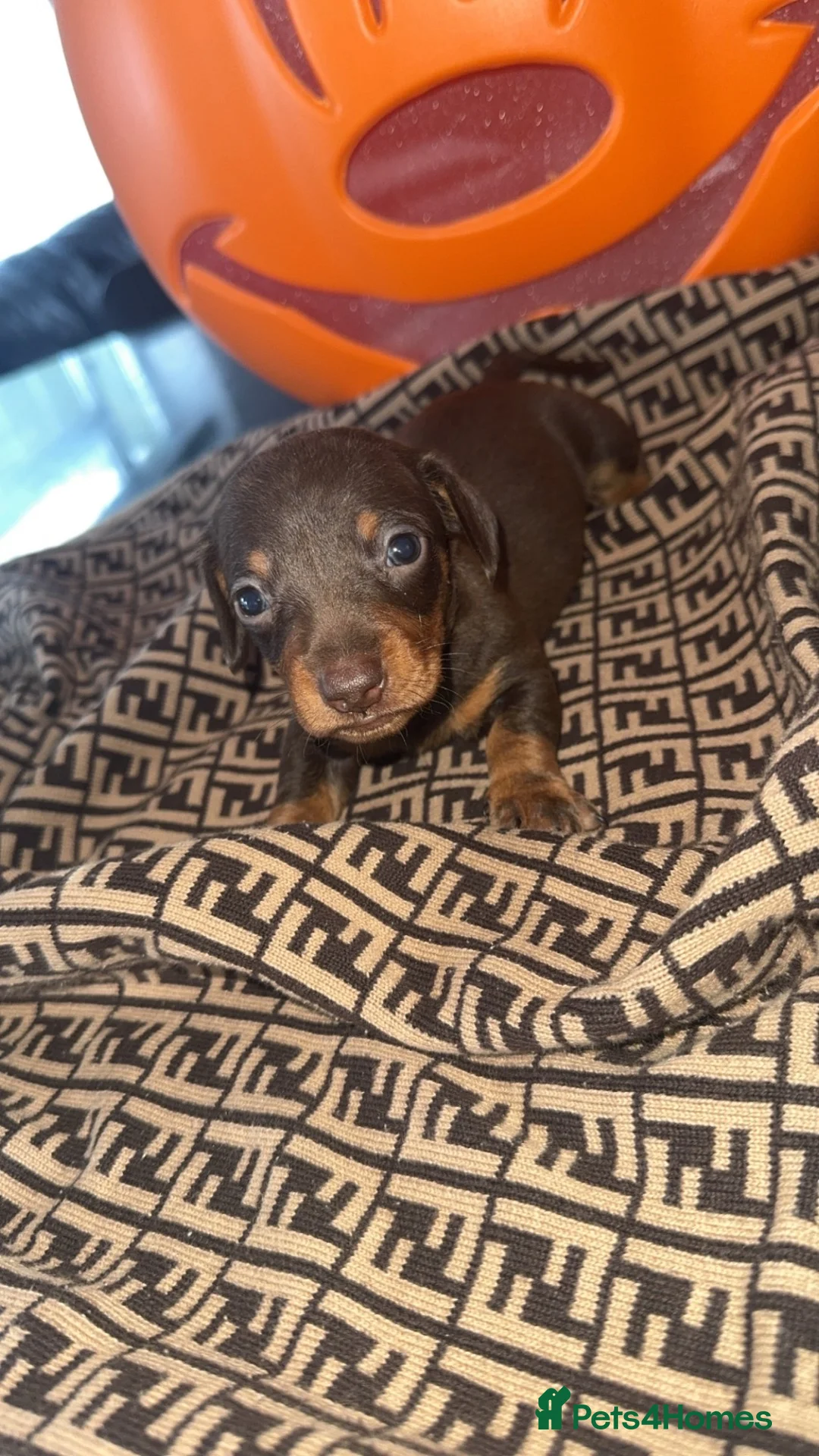 Dachshund dogs for sale: Miniature dachshund puppy - Advert 1