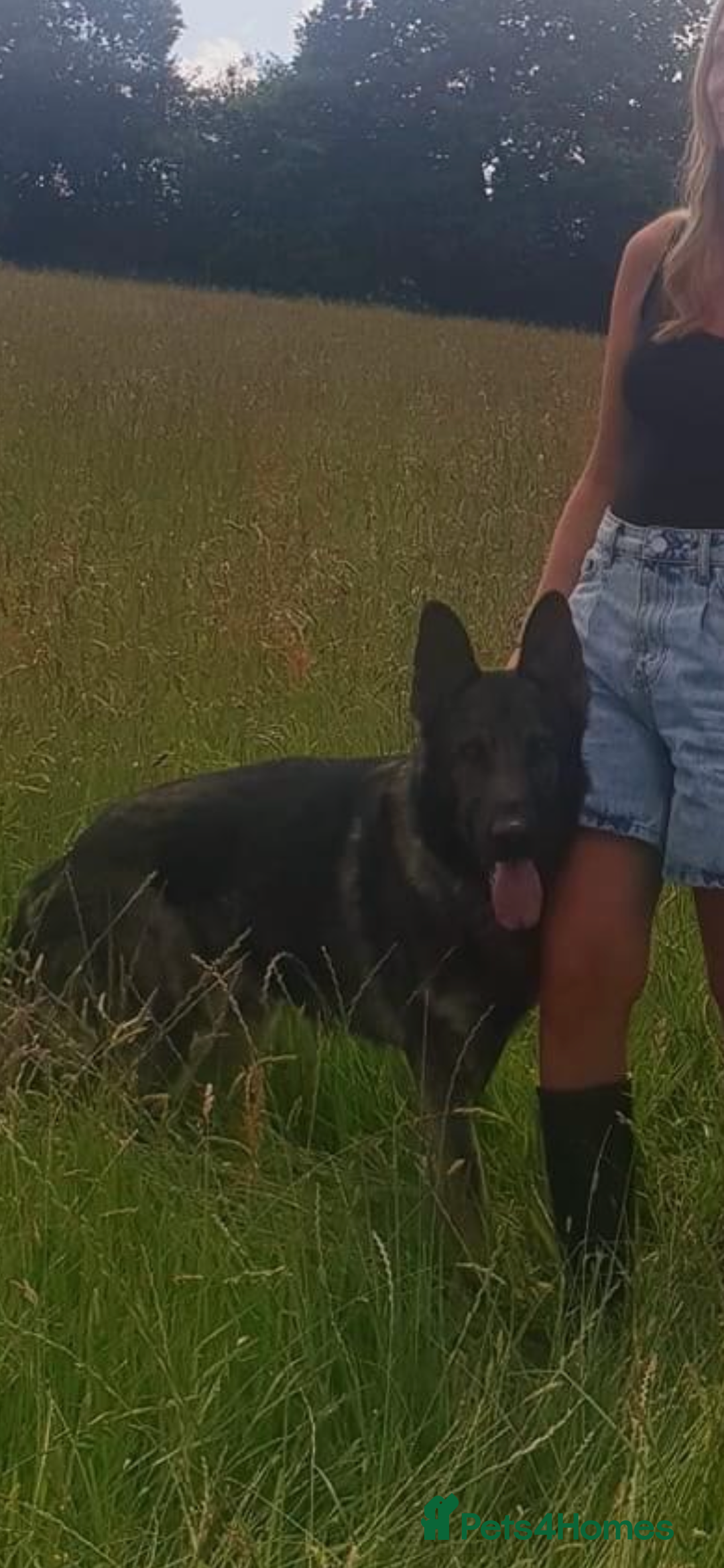 German Shepherd dogs for stud: KC sable male for stud  in Birmingham - Image 10