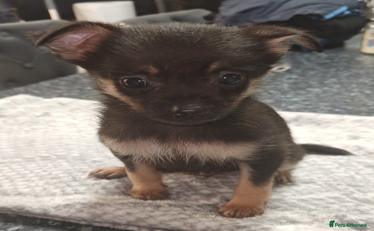 Pomchi dogs - Advert 3