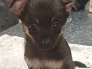 Pomchi dogs - Advert 2