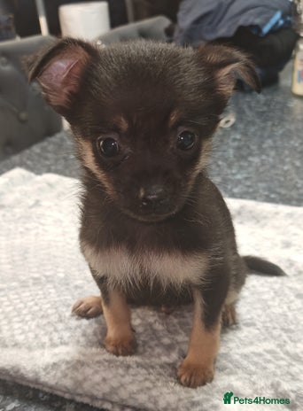Pomchi dogs - Advert 1