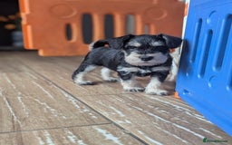 Miniature Schnauzer dogs for sale: Kc reg miniature schnauzer pups available  - Image 10