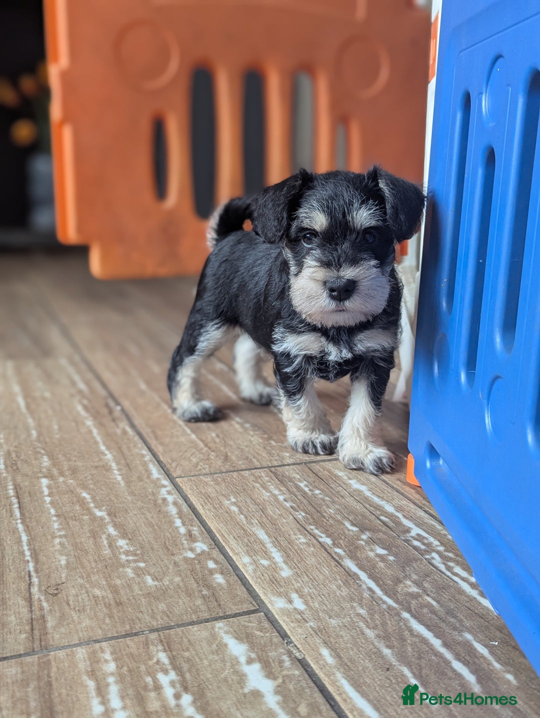 Miniature Schnauzer dogs for sale: Kc reg miniature schnauzer pups available  - Image 10