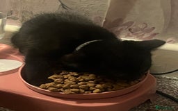 Domestic Shorthair cats for sale: 2x black kittens  - Image 3