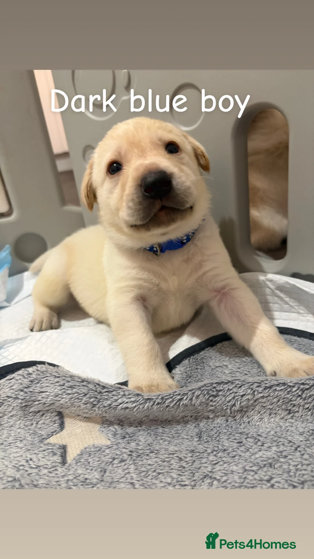 Labrador Retriever dogs for sale: Now have 5 Labrador Retriever Puppies for Sale 🐾 - Advert 11