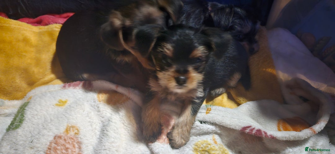 Mixed Breed dogs for sale:  **  yorkshire x full sized yorkshire terrier - Advert 9