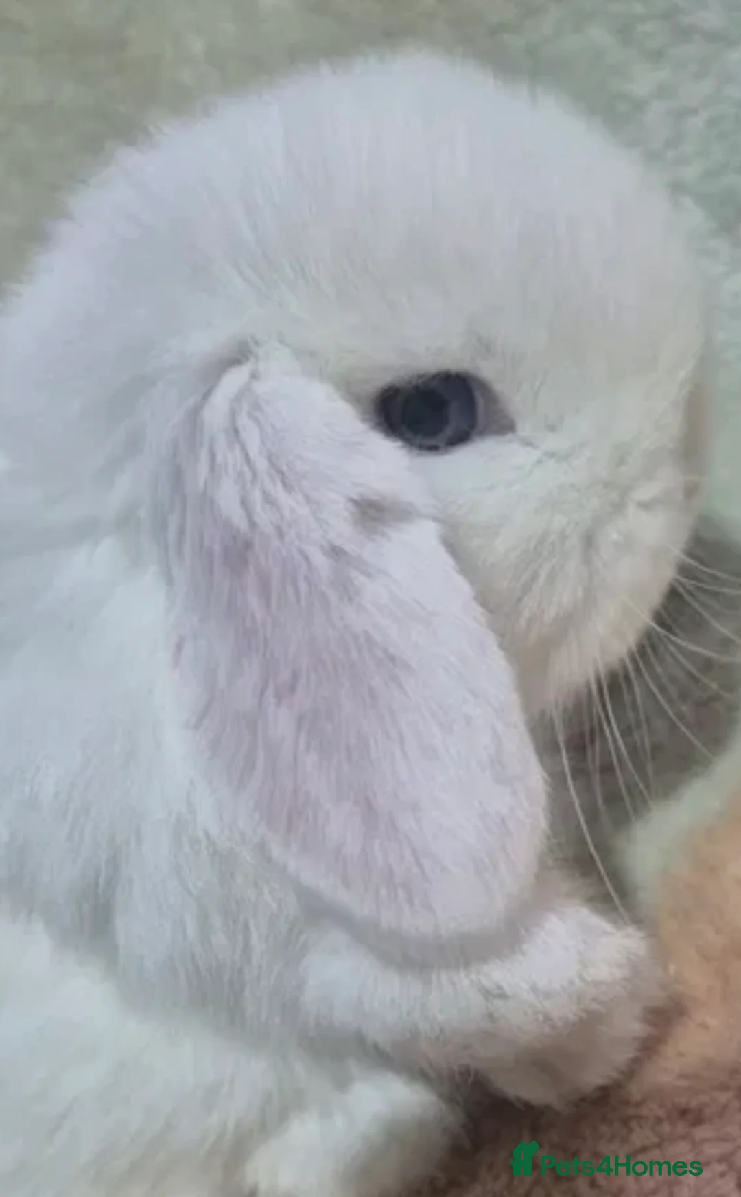 Mini Lop rabbits for sale: blue-eyed girls mini lop - Advert 2