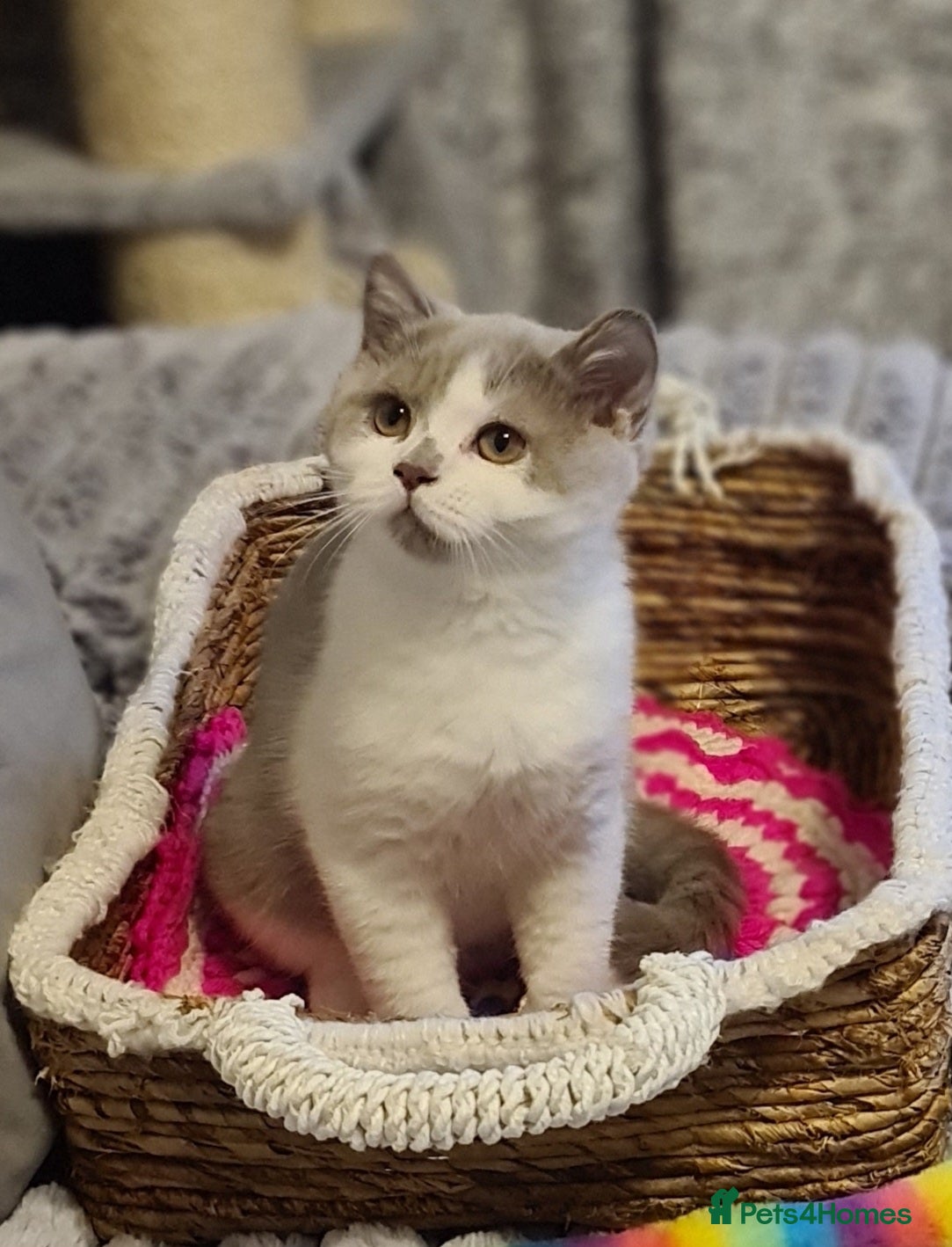 British Shorthair cats Ready Now 💙British ShortHair kitten GCCF  - Advert 17