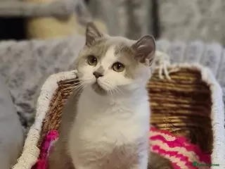 British Shorthair cats Ready Now 💙British ShortHair kitten GCCF - Advert 17