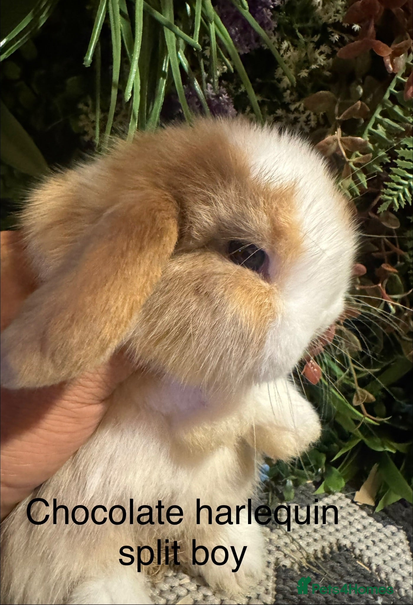 Mini Lop rabbits Pure bred mini lops ready to preorder  - Advert 2