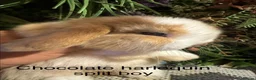 Mini Lop rabbits for sale: Pure bred mini lops ready to preorder  - Advert 2
