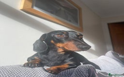 Miniature Dachshund dogs for stud: True Miniature Dachshund for stud only - Image 2