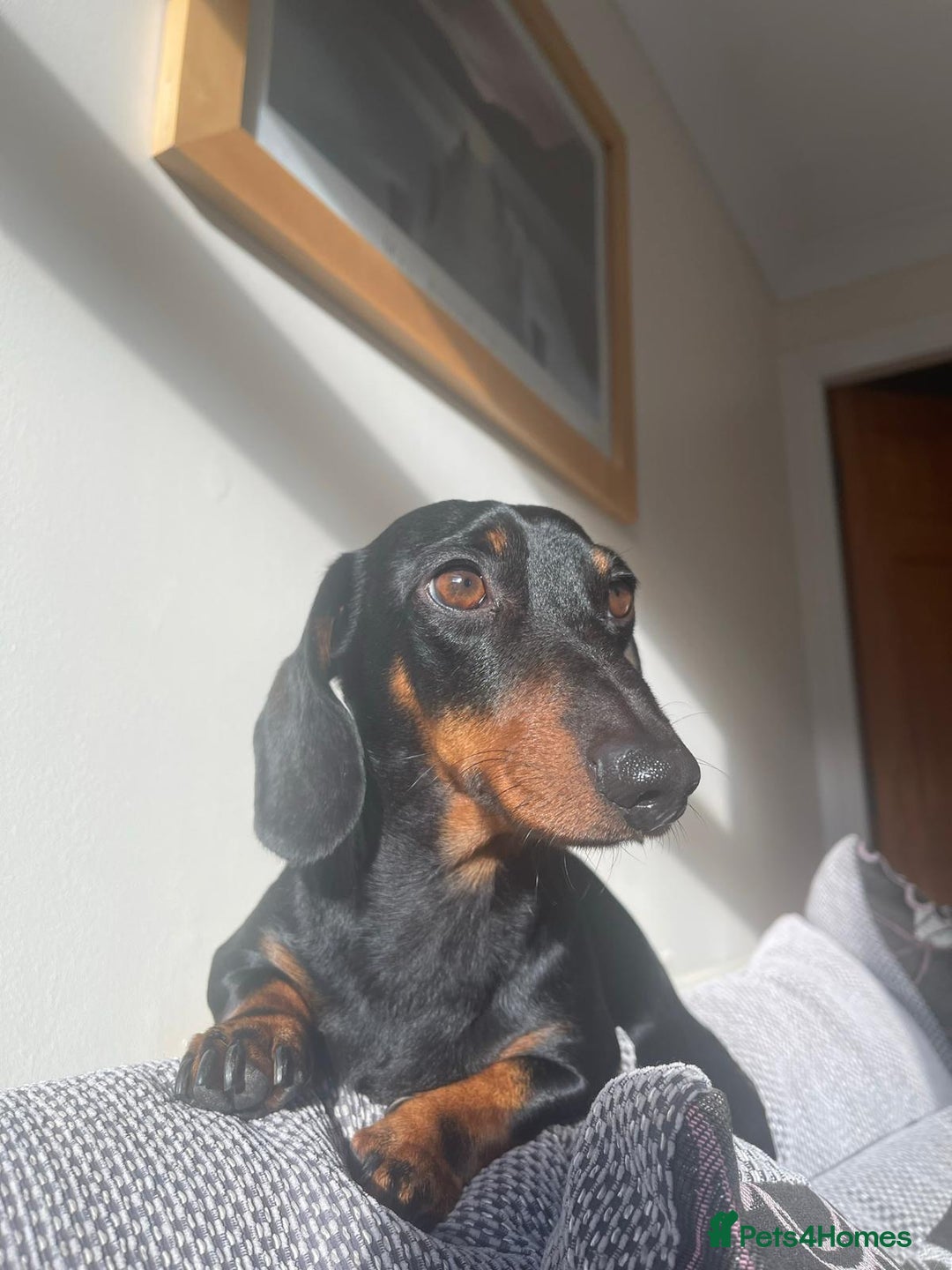 Miniature Dachshund dogs for stud: True Miniature Dachshund for stud only - Image 2