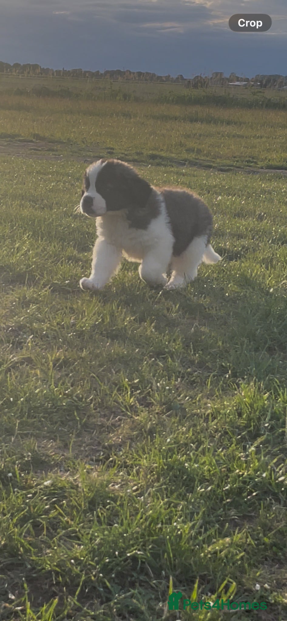 Saint Bernard dogs Female Kc registered Saint Bernard puppies  - Advert 7