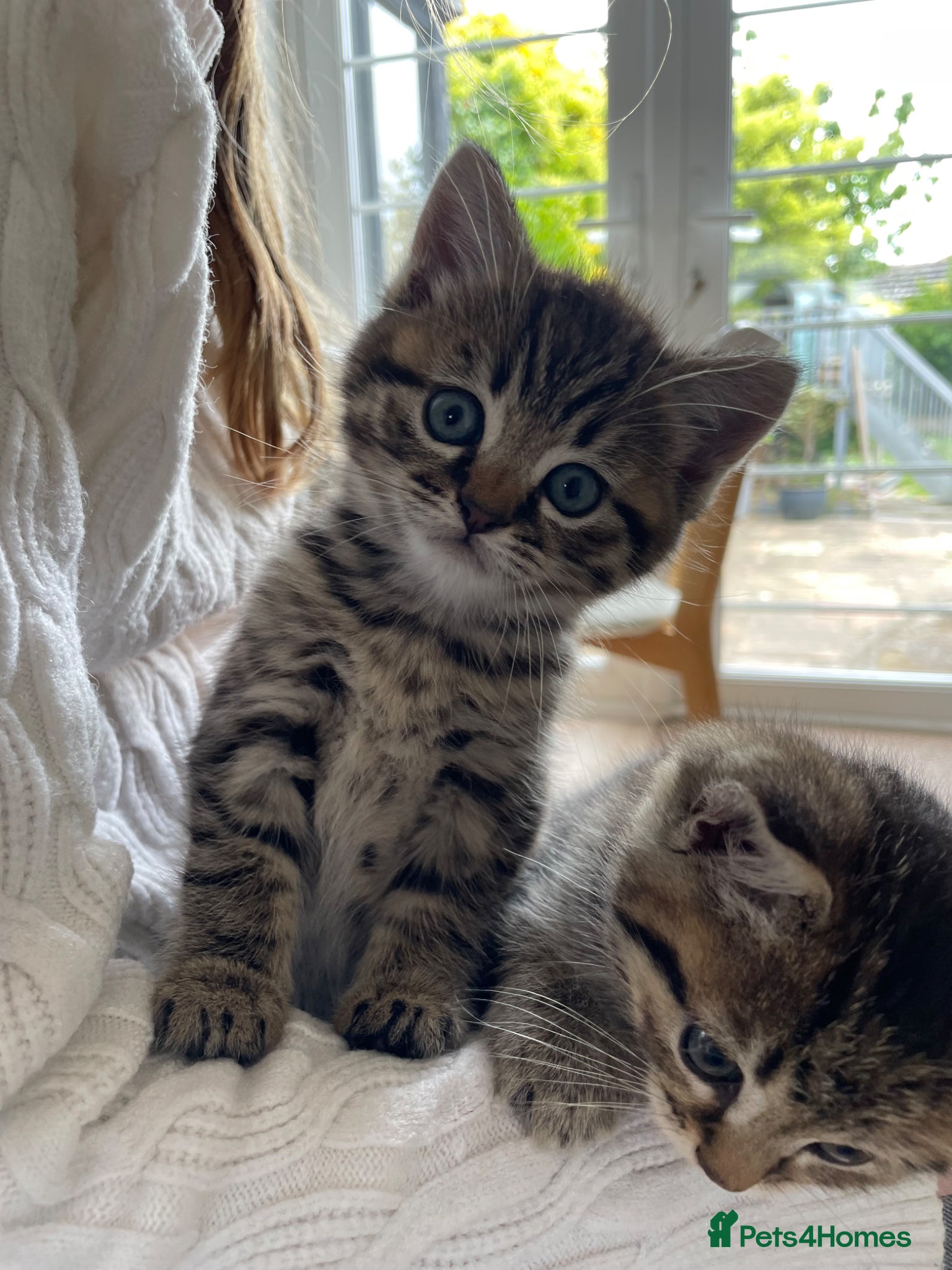 Scottish Fold cats Scottish fold shorthair kittens - Advert 1