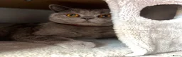 British Shorthair cats for sale: Bonded British Shorthair & Domestic Shorthair in Houghton le Spring - Advert 7