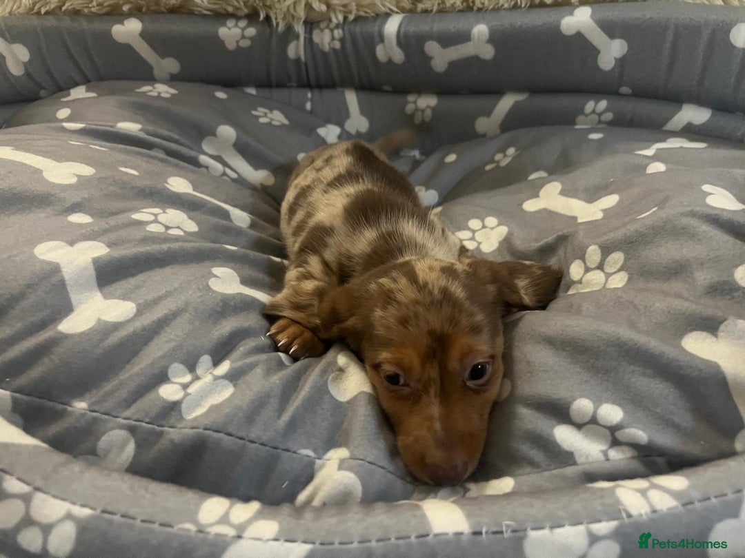 Dachshund dogs for sale: Miniature dachshund puppies for sale - Advert 4