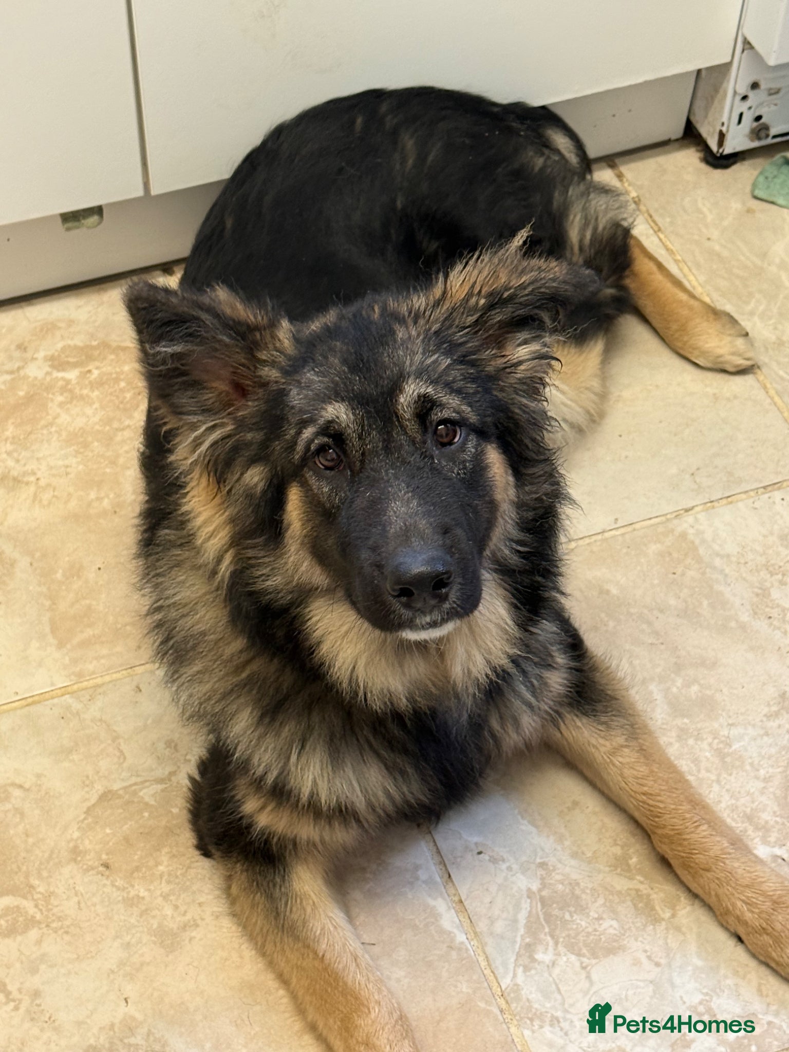 Mixed Breed dogs Malanois X - Advert 18