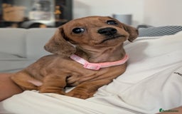 Miniature Dachshund dogs for sale: 2x miniature dachshunds - Image 25