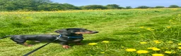 Dachshund dogs for stud: Rex   in Telford - Advert 3