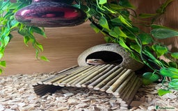 Bearded Dragon reptiles for sale: bearded dragon& leopard gecko with full set ups - Image 3