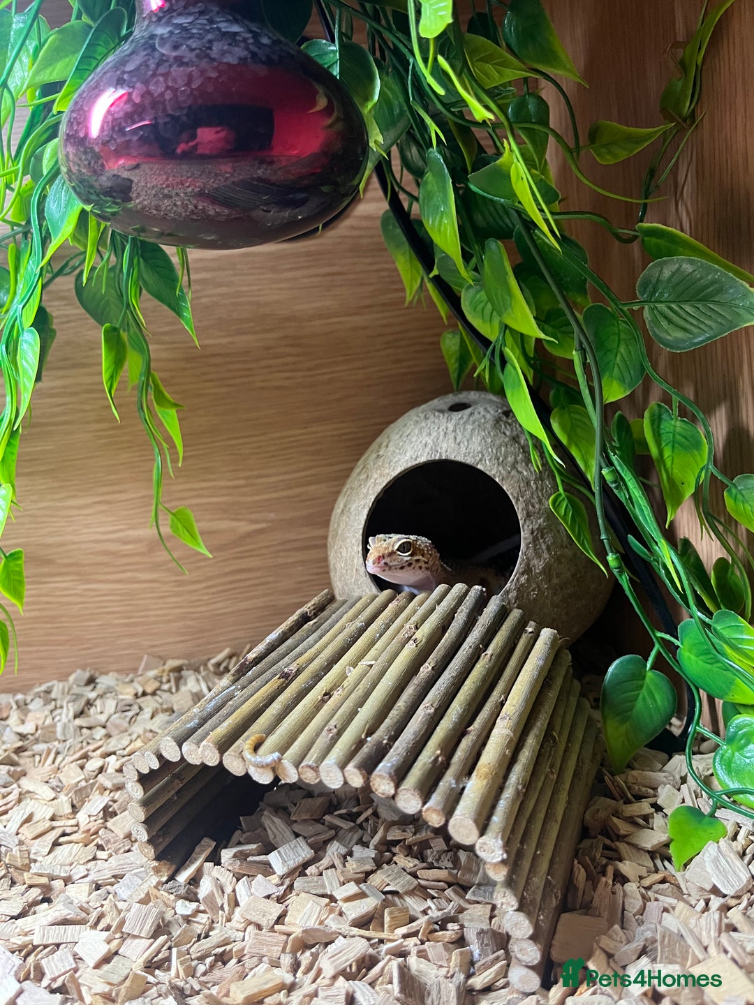 Bearded Dragon reptiles for sale: bearded dragon& leopard gecko with full set ups - Image 3
