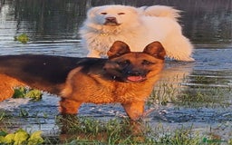 Cockalier dogs for sale: Gorgeous chunky Cockalier pupuchinos - Image 34