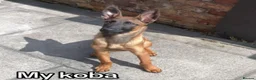 Belgian Shepherd Dog dogs for sale: Belgium malinois  in Saint Helens - Advert 4
