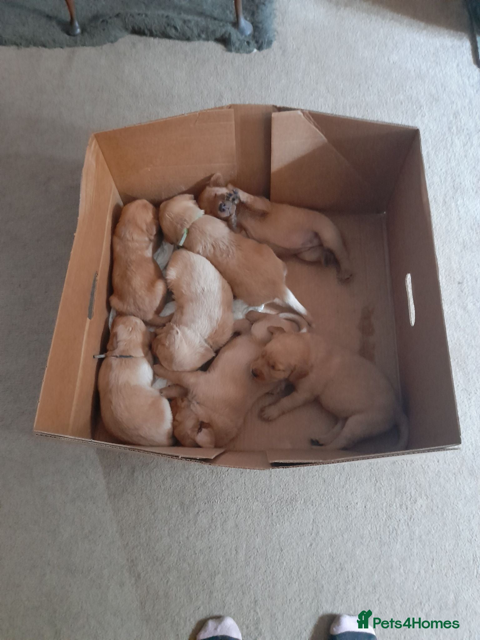 Mixed Breed dogs Cockerdor x Labrador - Advert 2