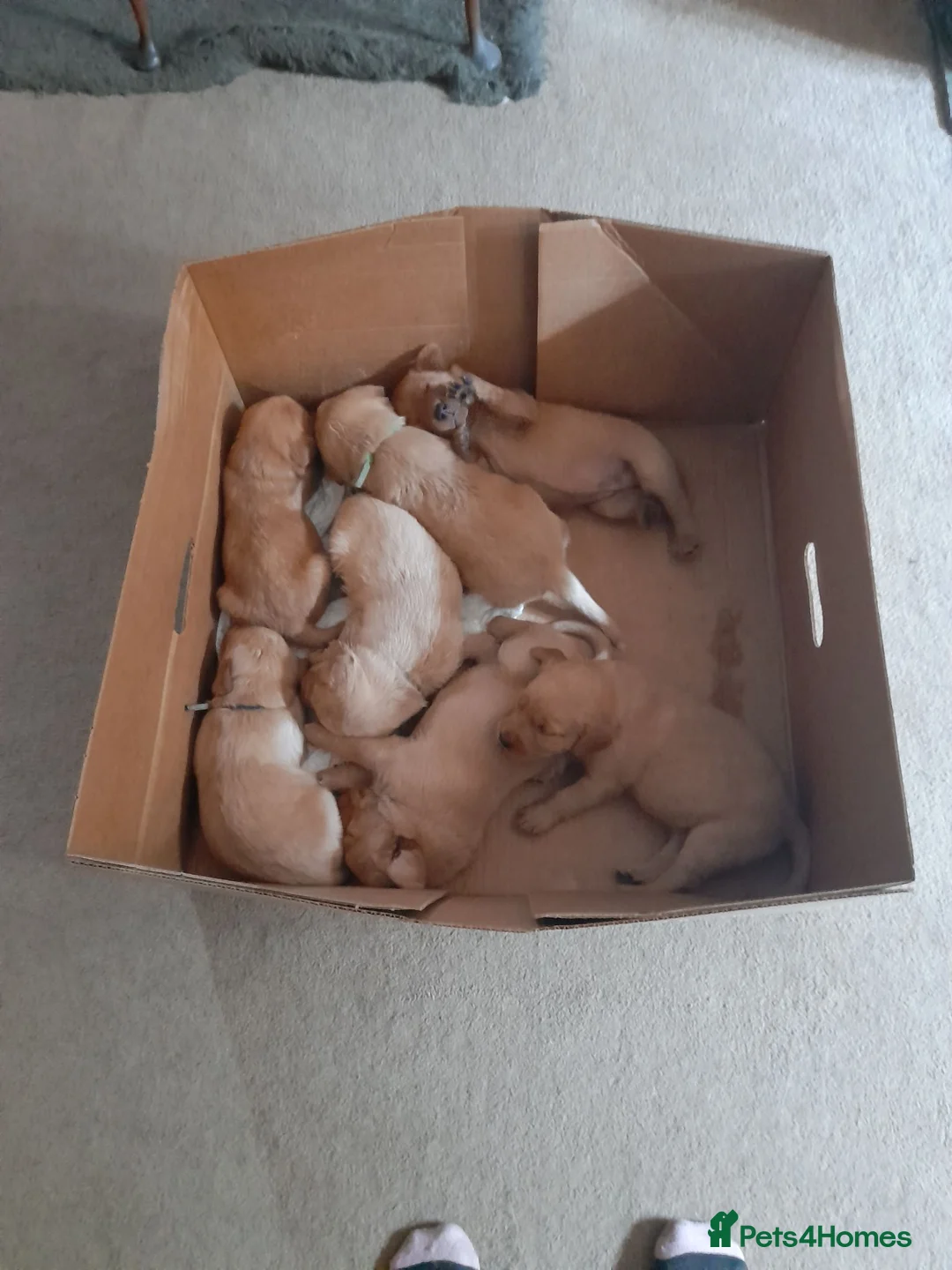 Mixed Breed dogs for sale: Cockerdor x Labrador - Advert 2