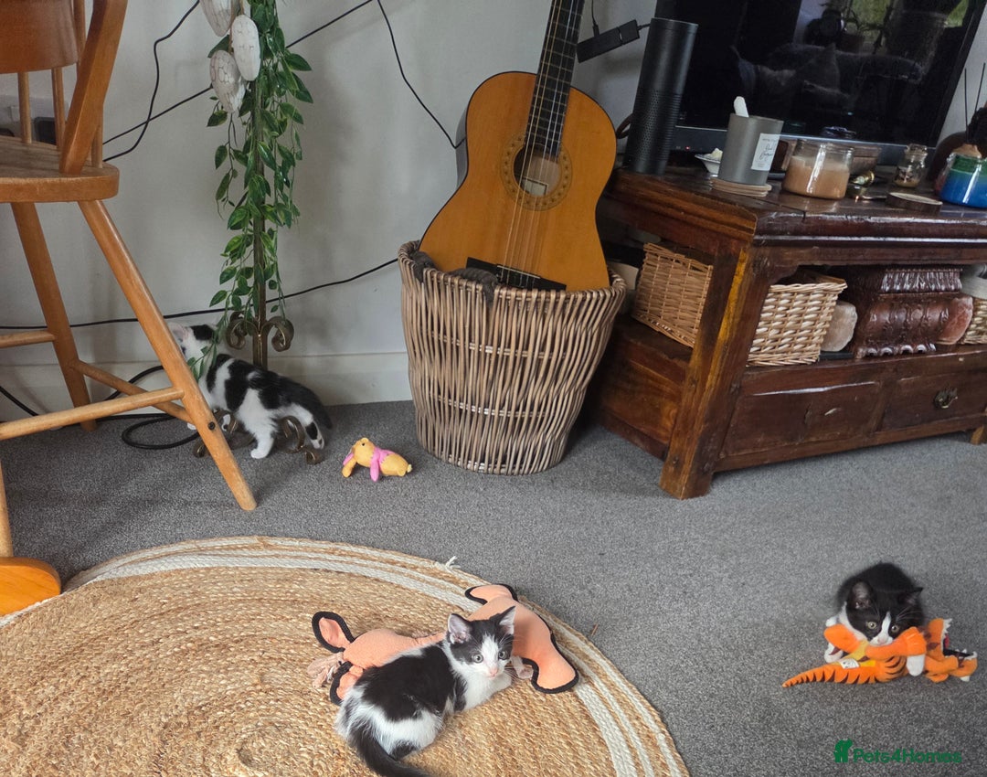 Mixed Breed cats for sale: Beautiful Ragdoll x shorthaired kittens - Image 6