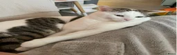 Mixed Breed cats for sale: Male older kitten for sale - Advert 3