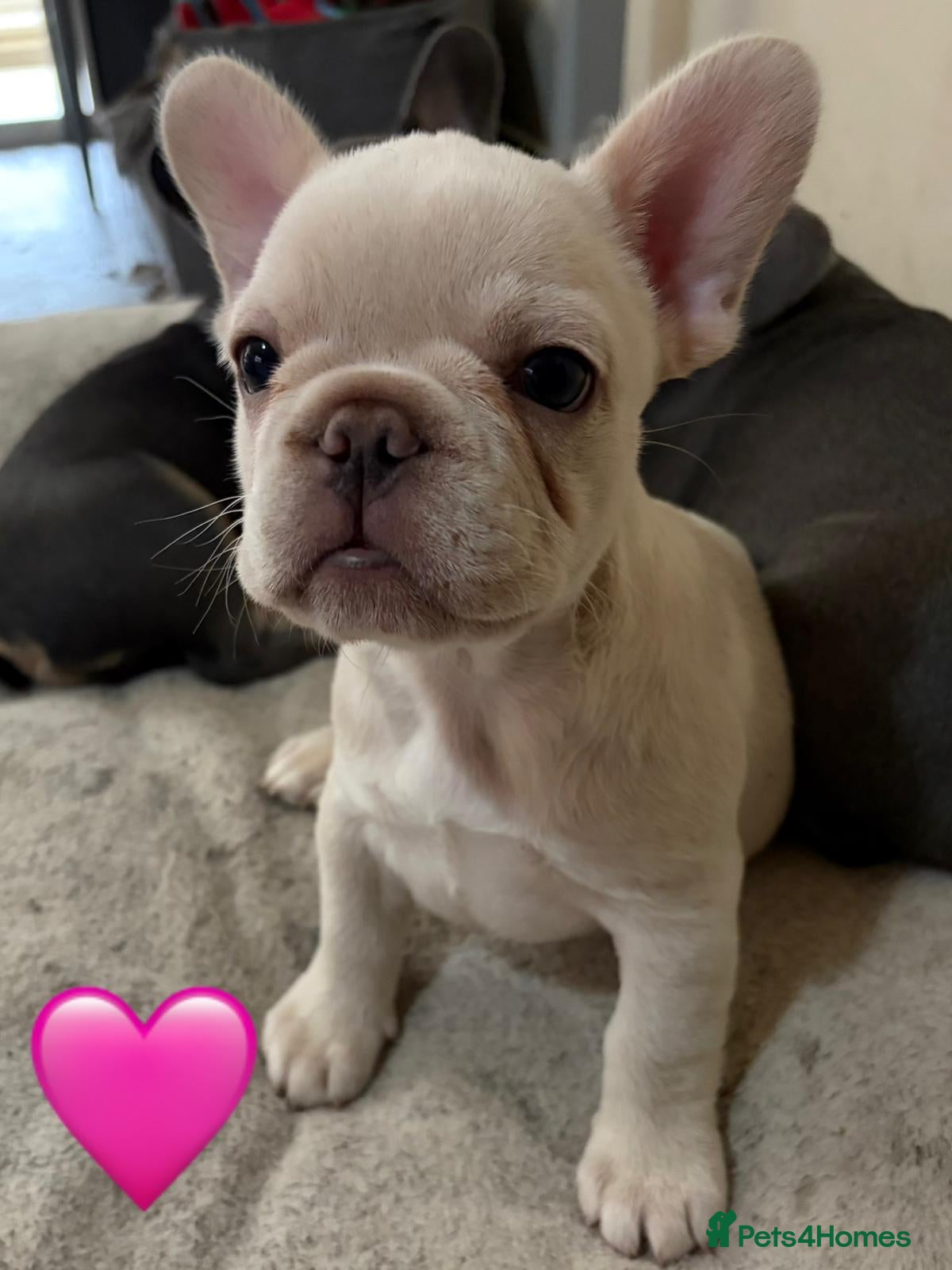 French Bulldog dogs French bulldog puppies ‼️READY TO GO‼️ - Advert 1
