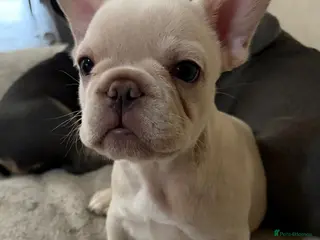 French Bulldog dogs French bulldog puppies ‼️READY TO GO‼️ - Advert 9