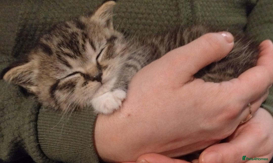 Mixed Breed cats for sale: Kittens ready to go. - Advert 6