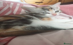 Ragdoll cats for sale: Ragdoll x tortoise shell kittens - Image 22