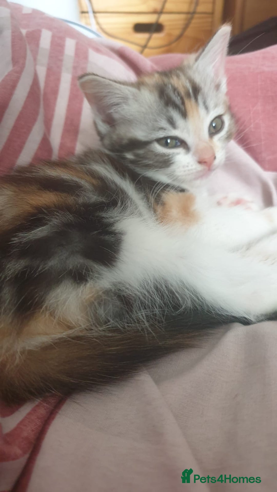 Ragdoll cats for sale: Ragdoll x tortoise shell kittens - Image 22