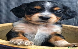 Cocker Spaniel dogs for stud: Extensively Health Tested KC Cocker - WELL PROVEN in Lincoln - Image 18