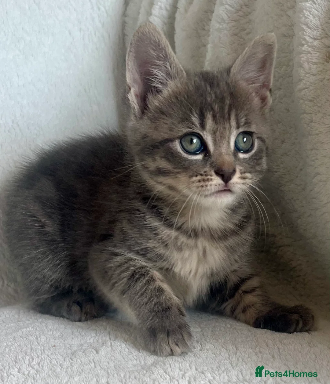 Mixed Breed cats for sale: 4 adorable kitties looking for loving homes  - Advert 2