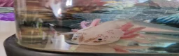 Axolotl reptiles for sale: Breeding pair of Axolotls!  in Buxton - Advert 1