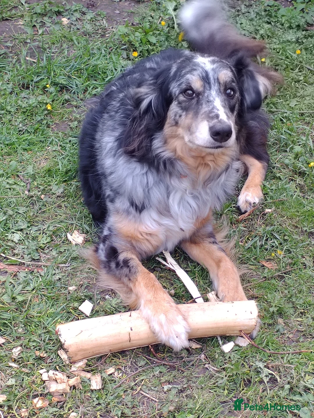 Border Collie dogs for sale: Kasper - Advert 5