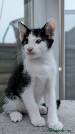 Mixed Breed cats Blue point siamese x domestic cat - Advert 8