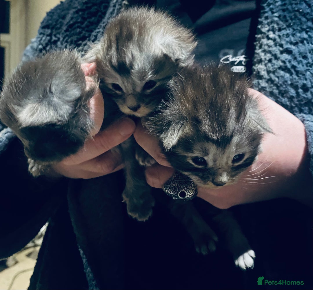 Maine Coon cats for sale: 4 x Maine coon kittens  - Advert 1