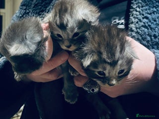 Maine Coon cats 4 x Maine coon kittens - Advert 1