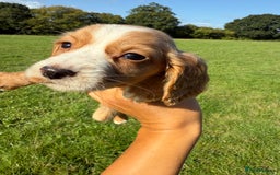Cocker Spaniel dogs for sale: Worker cocker spaniel puppies for sale  - Image 9