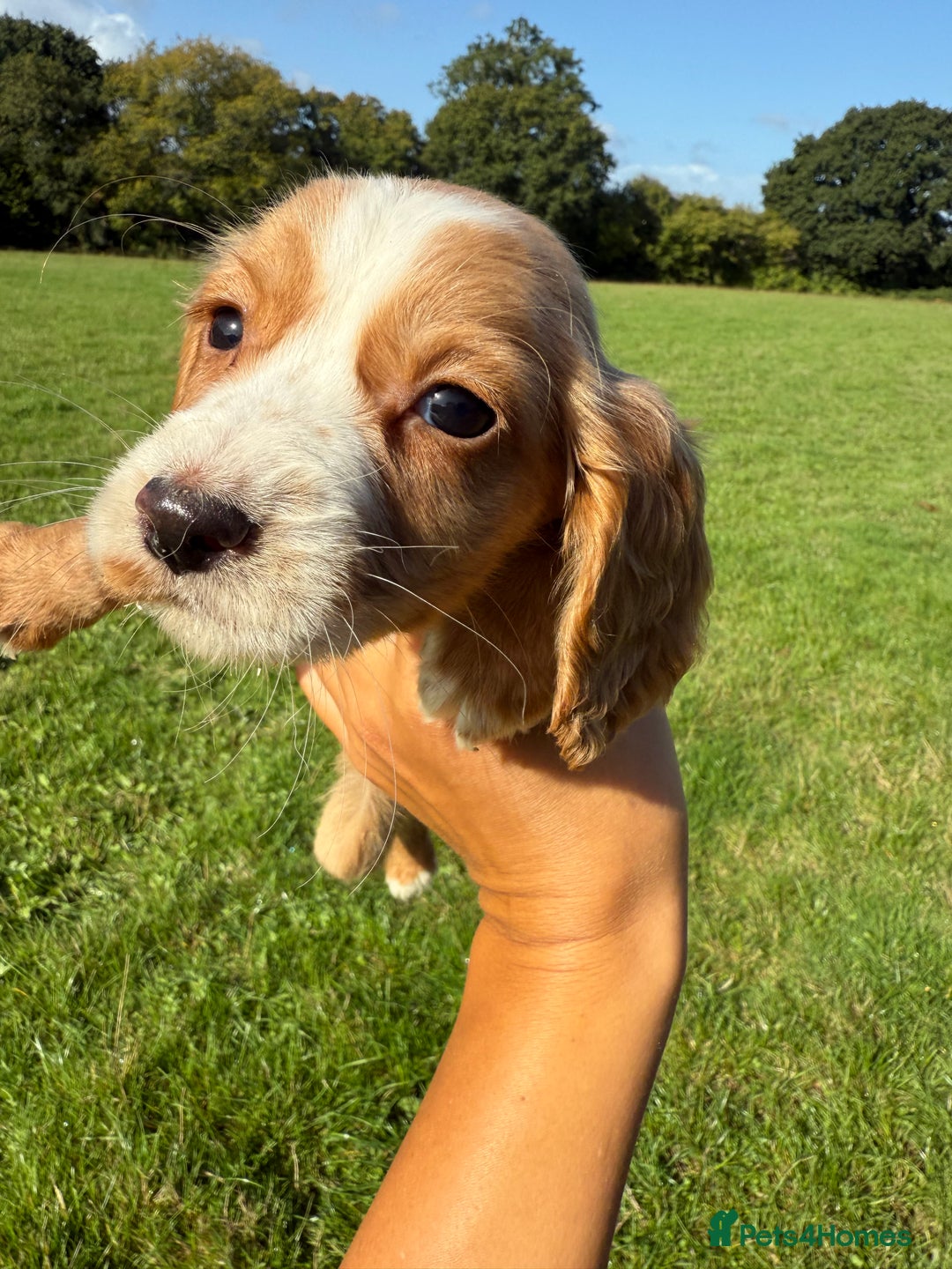 Cocker Spaniel dogs for sale: Worker cocker spaniel puppies for sale  - Image 9