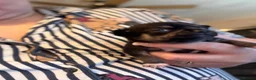 Chihuahua dogs for sale: One male and female left - Advert 2