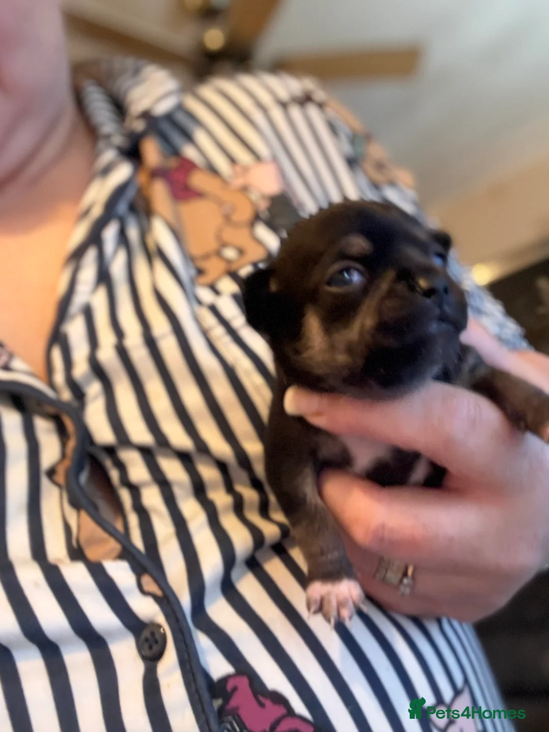 Chihuahua dogs for sale: One male and female left - Advert 2